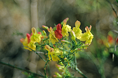 APII jpeg image of Lechenaultia linarioides  © contact APII