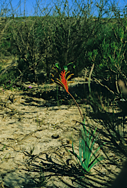 APII jpeg image of Anigozanthos manglesii subsp. quadrans  © contact APII