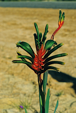 APII jpeg image of Anigozanthos manglesii subsp. quadrans  © contact APII