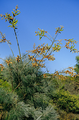 APII jpeg image of Grevillea leucopteris  © contact APII