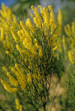 APII jpeg image of Grevillea biformis  © contact APII