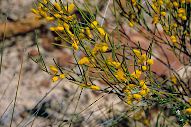 APII jpeg image of Acacia acuminata  © contact APII