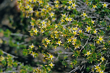 APII jpeg image of Calytrix depressa  © contact APII