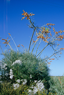 APII jpeg image of Grevillea leucopteris  © contact APII