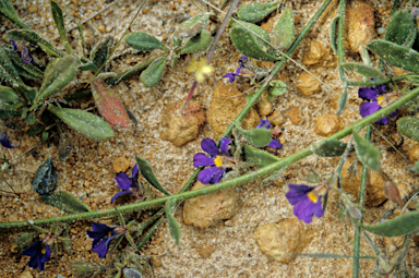 APII jpeg image of Scaevola phlebopetala  © contact APII