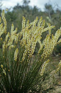 APII jpeg image of Stackhousia monogyna  © contact APII