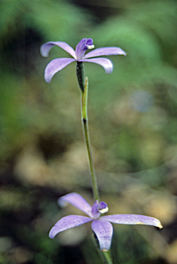 APII jpeg image of Cyanicula sericea  © contact APII