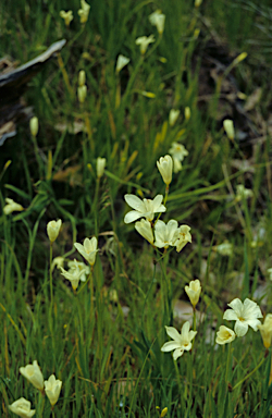 APII jpeg image of Freesia alba x leichtlinii  © contact APII