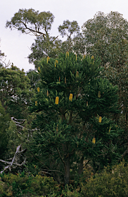 APII jpeg image of Banksia grandis  © contact APII