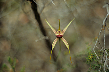 APII jpeg image of Caladenia longiclavata  © contact APII