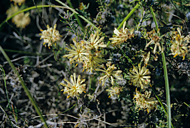 APII jpeg image of Petrophile brevifolia  © contact APII