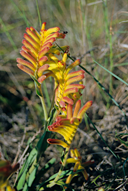 APII jpeg image of Anigozanthos humilis  © contact APII