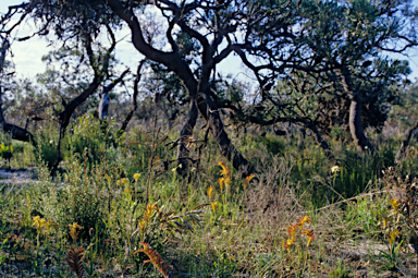 APII jpeg image of Anigozanthos humilis  © contact APII