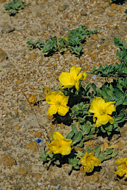 APII jpeg image of Oenothera drummondii  © contact APII