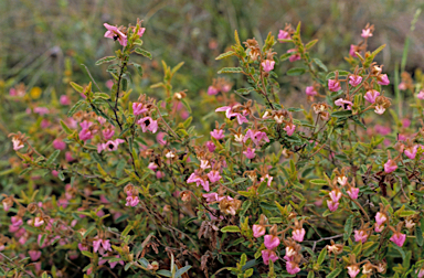 APII jpeg image of Thomasia grandiflora  © contact APII