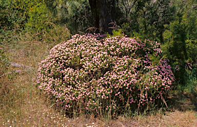 APII jpeg image of Pimelea ciliata  © contact APII