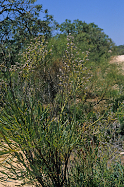 APII jpeg image of Stirlingia latifolia  © contact APII