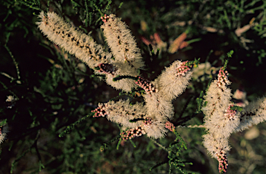 APII jpeg image of Melaleuca huegelii  © contact APII