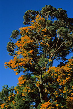 APII jpeg image of Nuytsia floribunda  © contact APII