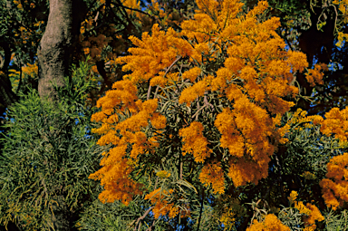 APII jpeg image of Nuytsia floribunda  © contact APII