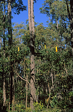 APII jpeg image of Banksia grandis  © contact APII