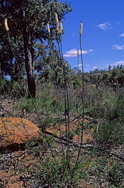 APII jpeg image of Xanthorrhoea gracilis  © contact APII