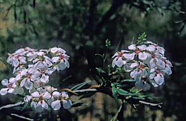 APII jpeg image of Marianthus candidus  © contact APII