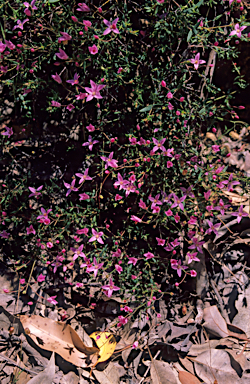 APII jpeg image of Boronia fastigiata  © contact APII