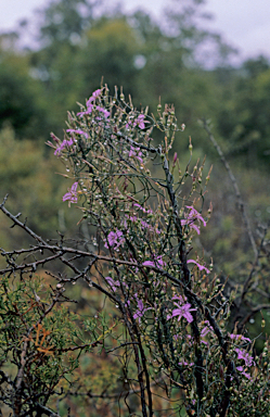 APII jpeg image of Thysanotus dichotomus  © contact APII