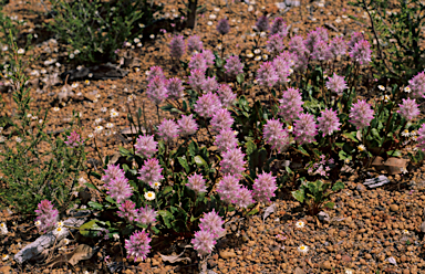 APII jpeg image of Ptilotus manglesii  © contact APII