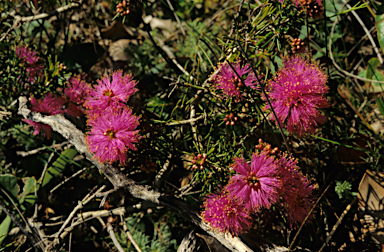 APII jpeg image of Melaleuca trichophylla  © contact APII