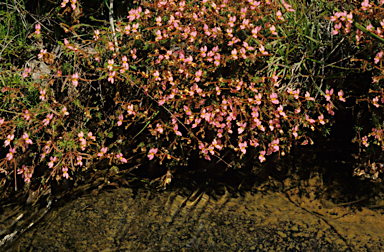 APII jpeg image of Stylidium dichotomum  © contact APII