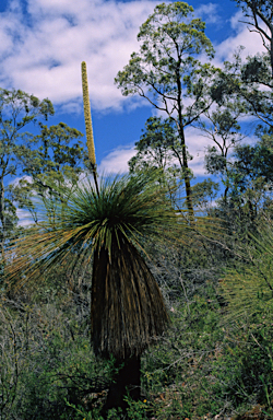 APII jpeg image of Xanthorrhoea preissii  © contact APII