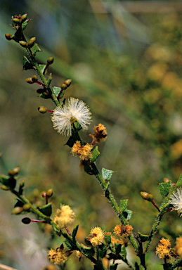 APII jpeg image of Acacia biflora  © contact APII