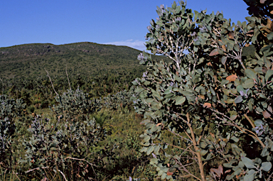 APII jpeg image of Eucalyptus pleurocarpa  © contact APII