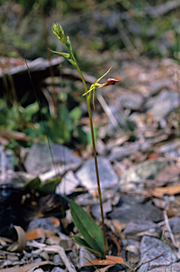 APII jpeg image of Cryptostylis ovata  © contact APII