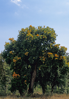 APII jpeg image of Nuytsia floribunda  © contact APII