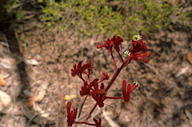 APII jpeg image of Anigozanthos rufus  © contact APII