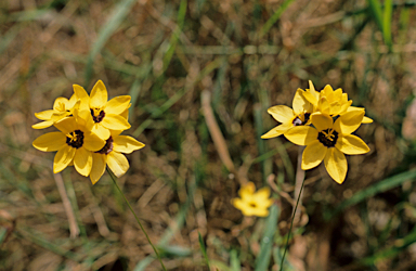 APII jpeg image of Thelymitra antennifera  © contact APII