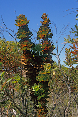 APII jpeg image of Hakea victoria  © contact APII