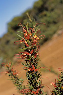 APII jpeg image of Grevillea tripartita  © contact APII