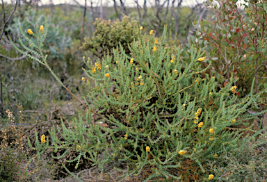 APII jpeg image of Daviesia striata  © contact APII