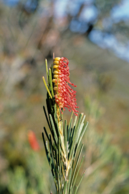 APII jpeg image of Grevillea cagiana  © contact APII