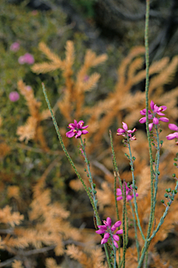 APII jpeg image of Comesperma drummondii  © contact APII