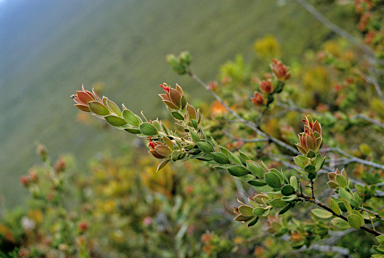 APII jpeg image of Adenanthos venosus  © contact APII