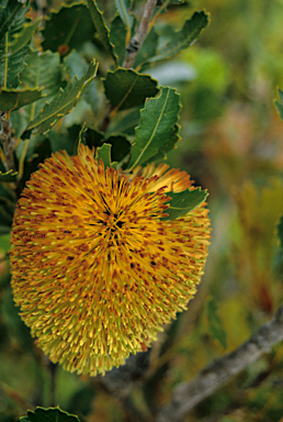 APII jpeg image of Banksia lemanniana  © contact APII