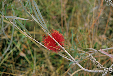 APII jpeg image of Callistemon phoeniceus  © contact APII