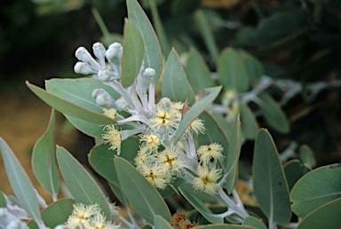 APII jpeg image of Eucalyptus pleurocarpa  © contact APII