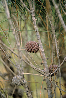 APII jpeg image of Allocasuarina lehmanniana  © contact APII