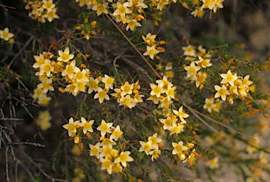 APII jpeg image of Calytrix depressa  © contact APII